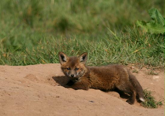 Fox <i>Vulpes vulpes</i>